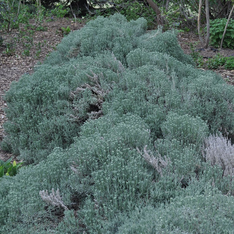 Gray Lavender Cotton, Santolina chamaecyparissus, Image courtesy of Conservation Garden Park