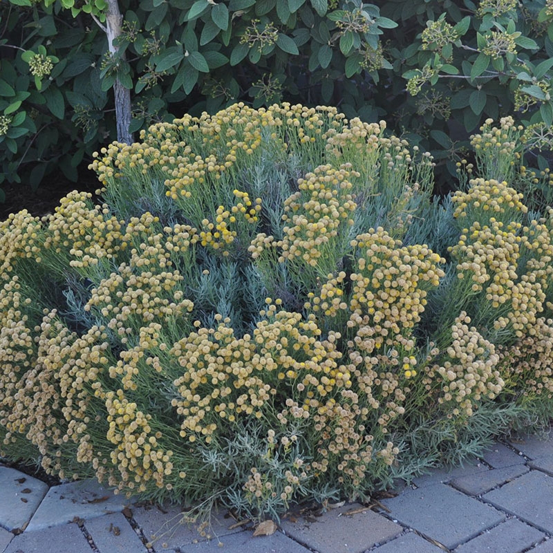 Gray Lavender Cotton, Santolina chamaecyparissus, Image courtesy of Conservation Garden Park