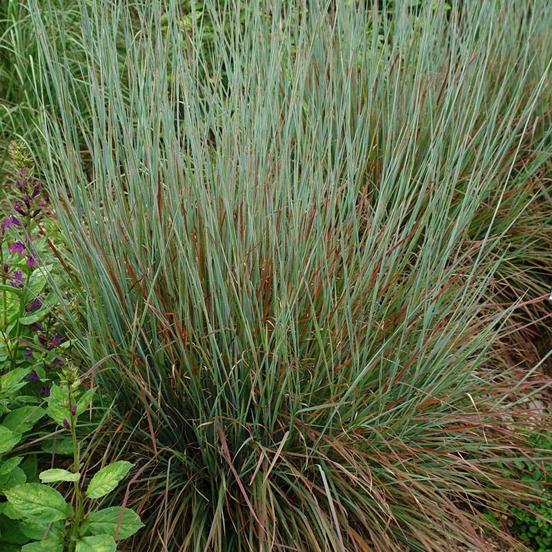 Standing Ovation Little Bluestem Grass, Schizachyrium scoparium 'Standing Ovation'