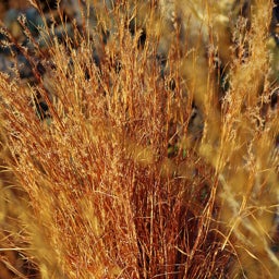 Blaze Little Bluestem Grass, Schizachyrium scoparium Blaze, Fall Color, Photo Courtesy of Emmis Oure
