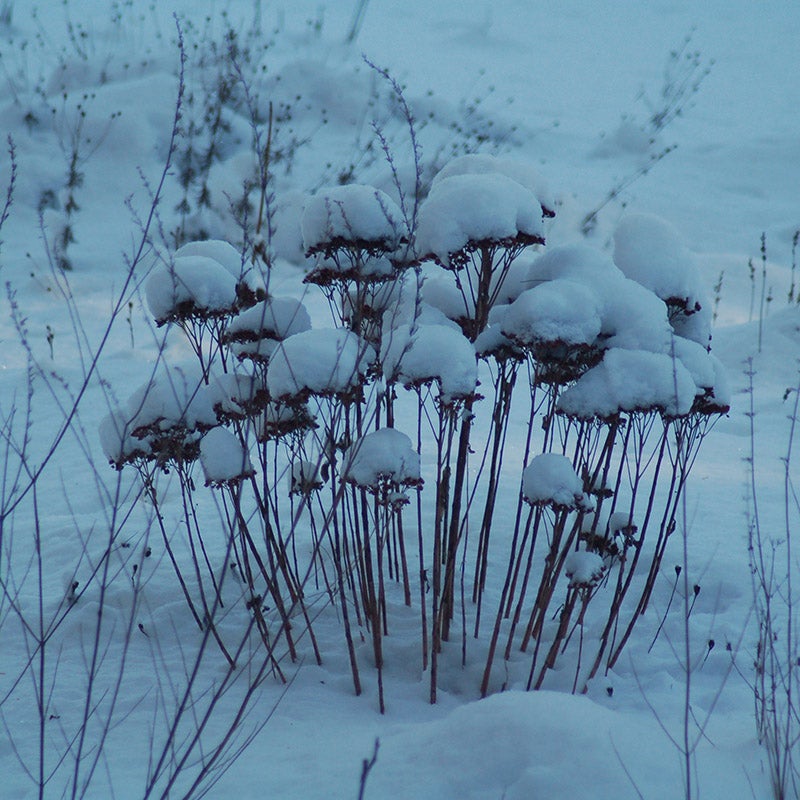 Autumn Fire Sedum, snow covered winter garden