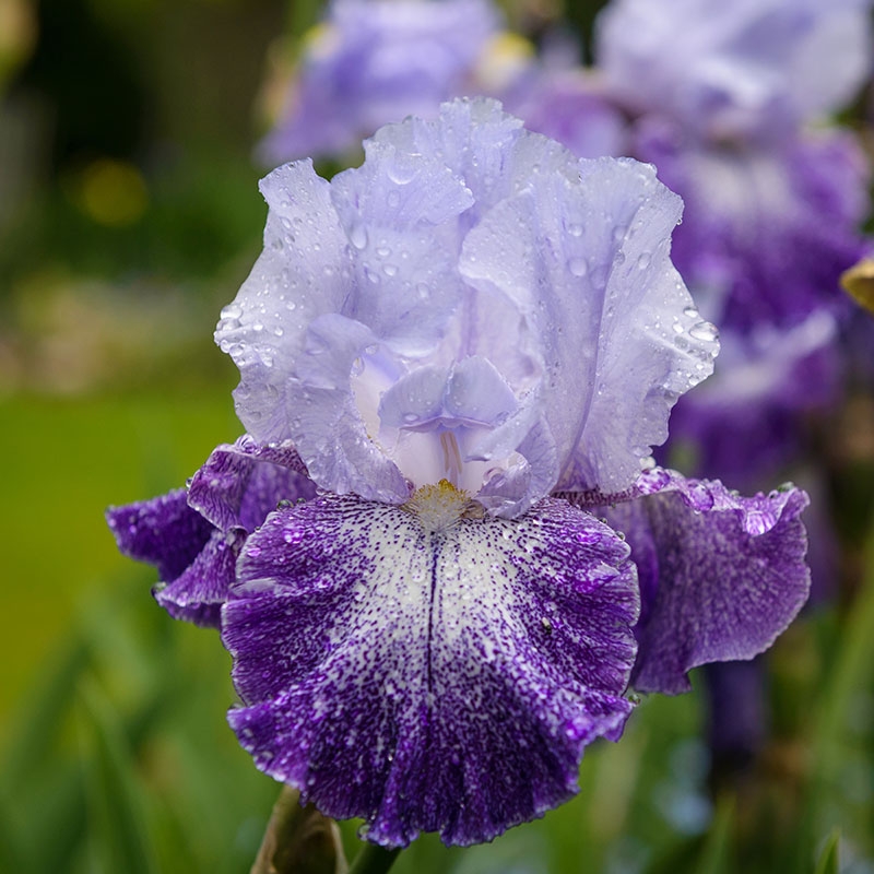 Splashacata Bearded Iris, Iris germanica Splashacata