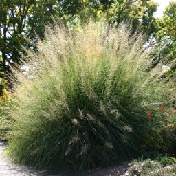 Giant Sacaton Grass, Sporobolus wrightii Windbreaker (Los Lunas Form)
