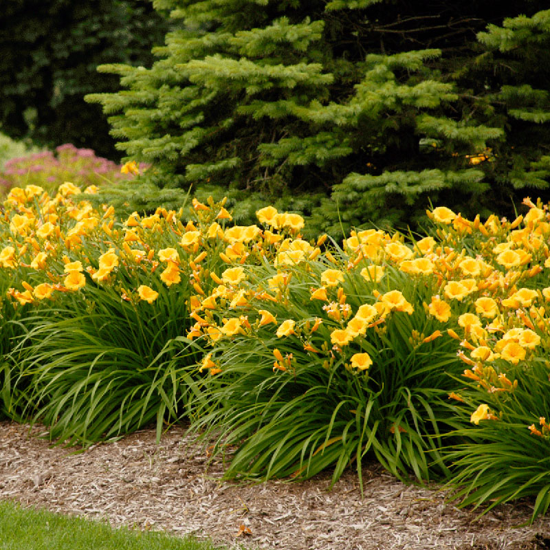 Stella D’Oro Reblooming Daylily, Hemerocallis Stella D’Oro, yellow blooms