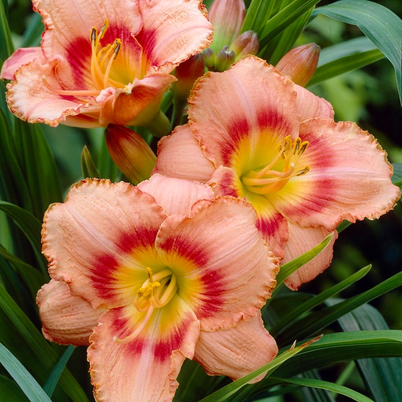 Strawberry Candy Reblooming Daylilies