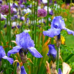 Re-Blooming Bearded Iris Sugar Blues
