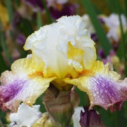 Surprise Splendor Bearded Iris, Iris germanica Surprise Splendor