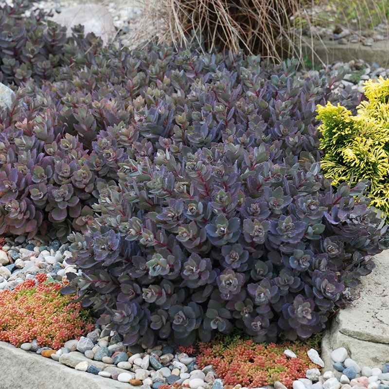  SunSparkler® 'Dazzleberry' Sedum, Rock Garden Stonecrop
