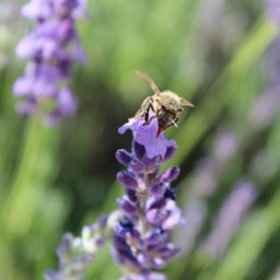 Sharon Roberts Lavender Close Up with Honey Bee