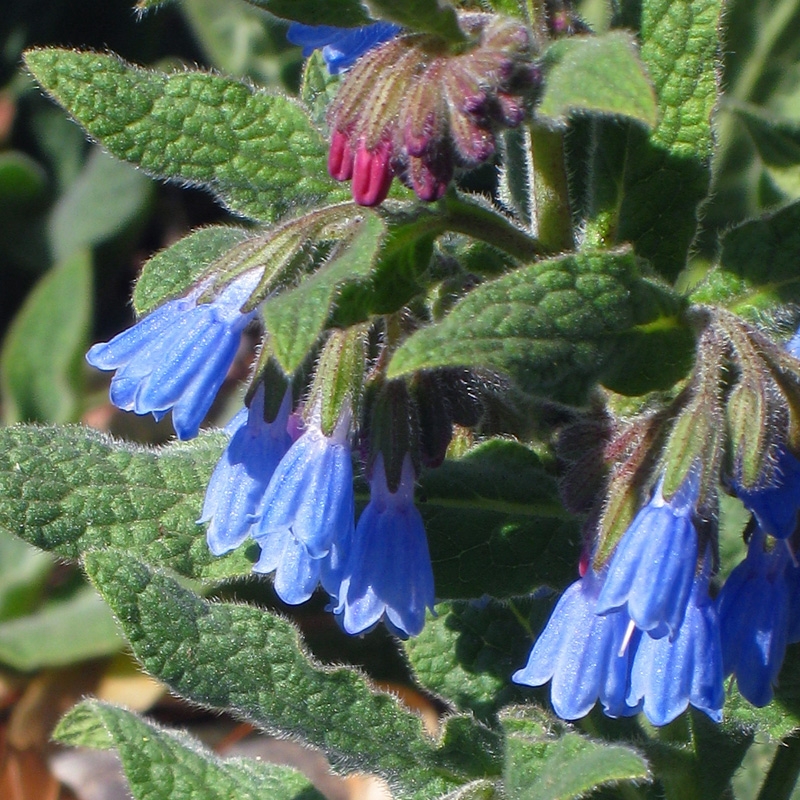 Symphytum grandiflorum Hidcote Blue, Blue Flowered Ornamental Comfrey