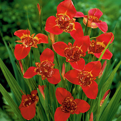 Red Tiger Flower (Tigridia)