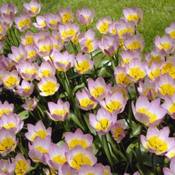 Pink and Yellow Tulip bakeri Bulbs Lilac Wonder, Tulipa bakeri, Wildflower Tulip Bulbs Lilac Wonder grouping