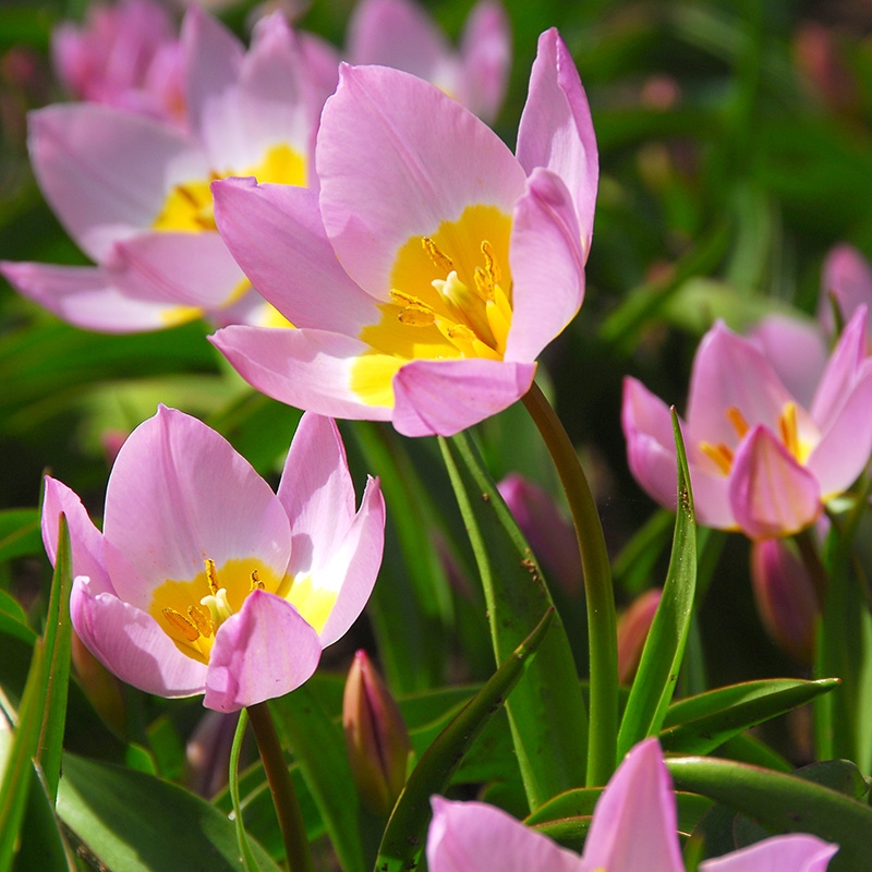 Lilac Wonder Wildflower Tulip