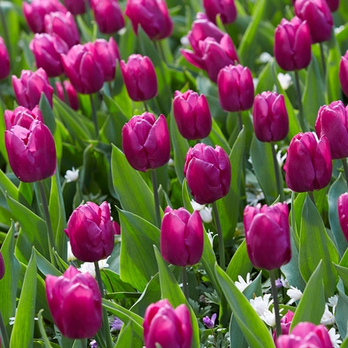 Single Early Tulip Bulbs Purple Prince, Tulipa Purple Prince