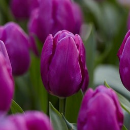 Purple Prince Single Early Tulip