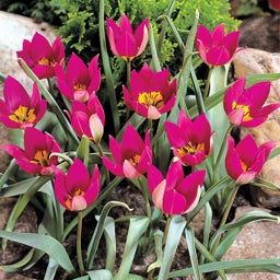 Persian Pearl Wildflower Tulip