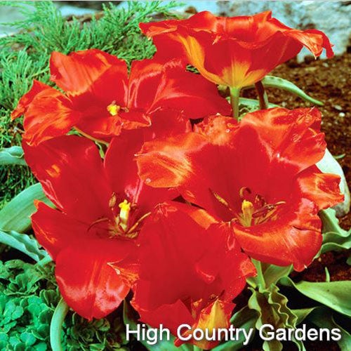 Red and Orange Tulip vvedenskyi Bulbs Tangerine Beauty, Tulipa vvedenskyi, Tulip vvedenskyi Bulbs Tangerine Beauty