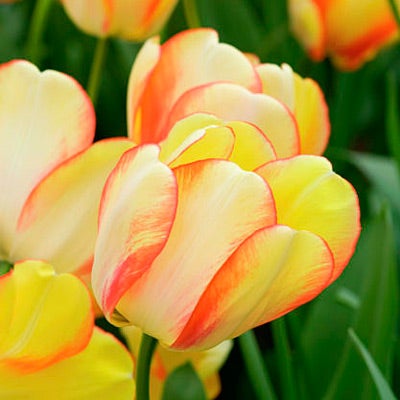 Beauty of Spring Darwin Tulip