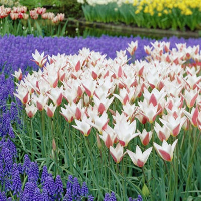 Pink and White Tulip clusiana Bulbs Lady Jane, Tulipa clusiana, Tulip clusiana Bulbs Lady Jane