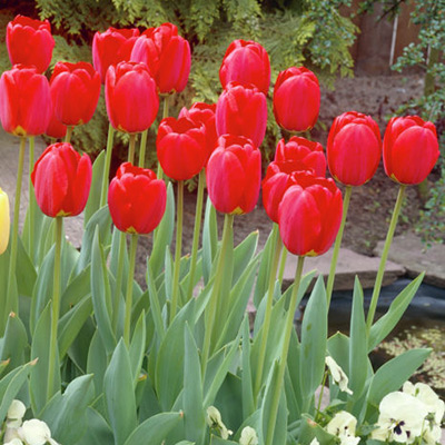 Red and Yellow Tulip Bulbs Oxford, Tulipa Darwin Oxford