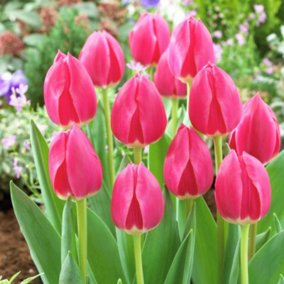 Pink Darwin Tulip Bulbs Rosy Delight, Tulipa, Darwin Tulip Bulbs Rosy Delight