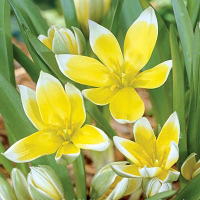 Tarda Wildflower Tulip