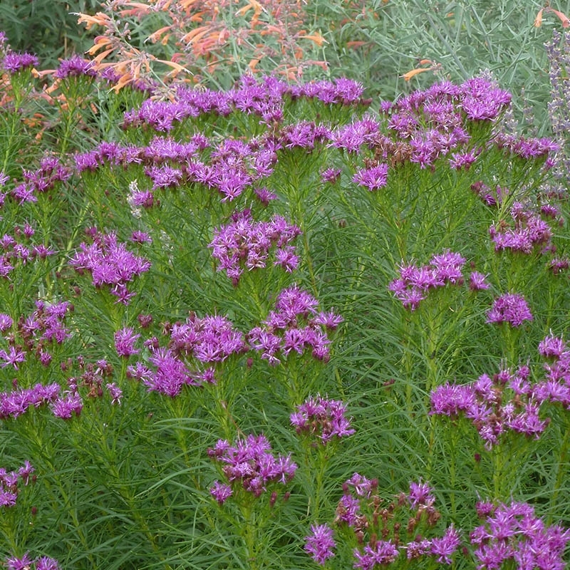 Purple Vernonia lettermanii Iron Butterfly, Vernonia lettermanii Iron Butterfly, Iron Butterfly Ironweed With Agastache auriantiaca 