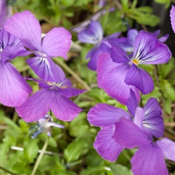 Blue and Purple and White Viola corsica, Viola corsica, Corsican Pansy