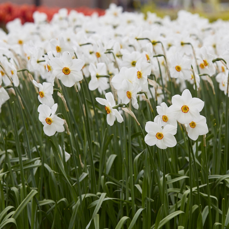 Poet's Daffodil Bulbs Actaea field