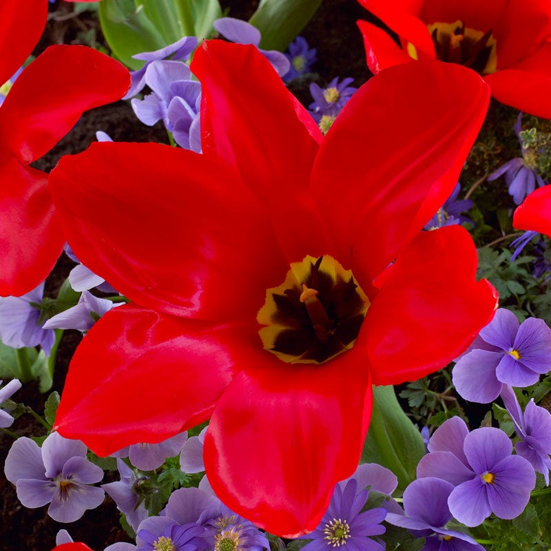 Red Emperor Tulip Bulbs close up, Tulipa fosteriana Red
