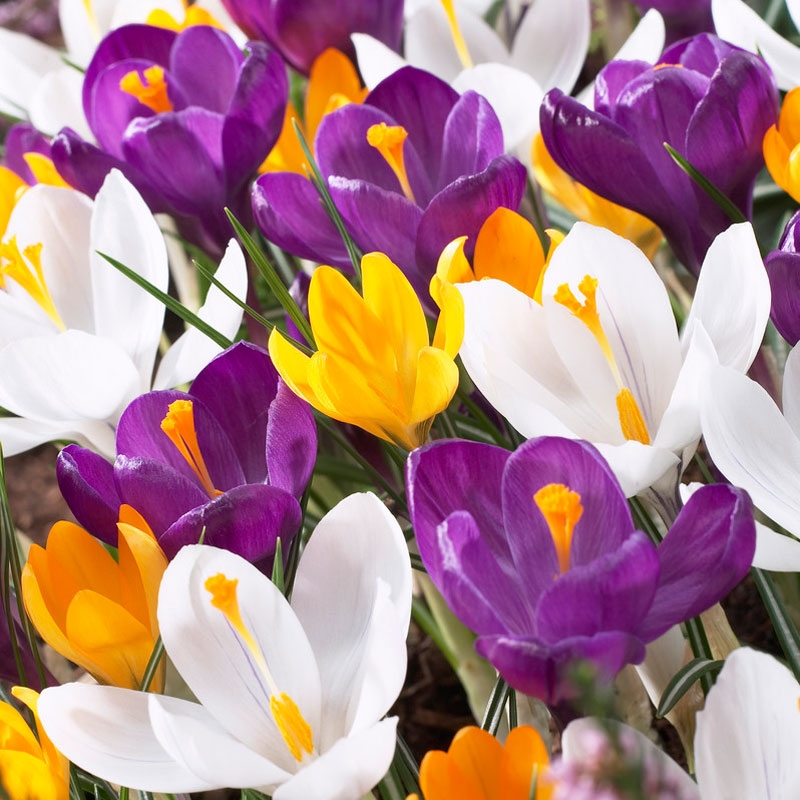 Yellow and Purple and White Dutch Crocus Bulb Mix, Crocus vernus and Crocus flavus, Dutch Crocus Bulb Mix