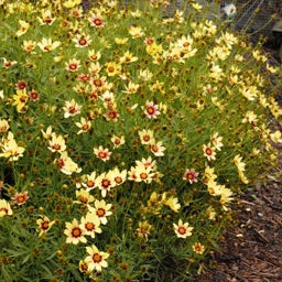 Coreopsis Redshift in early shift stage Photo Courtesy of Walters Gardens Inc