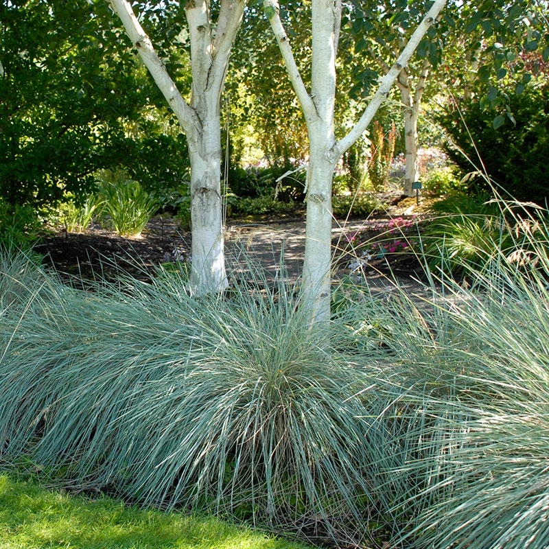 Blue Oat Grass, Helictotrichon sempervirens under a tree. Photo Courtesy of Walter's Gardens Inc.