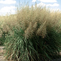 Sproobolus writghtii Windbreaker Los Lunas Form Giant Sacaton Grass