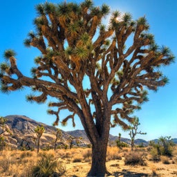 Joshua Tree (Yucca)