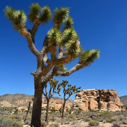 Joshua Tree, Yucca brevifolia whole tree