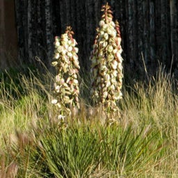 Yucca glauca, Plains Yucca