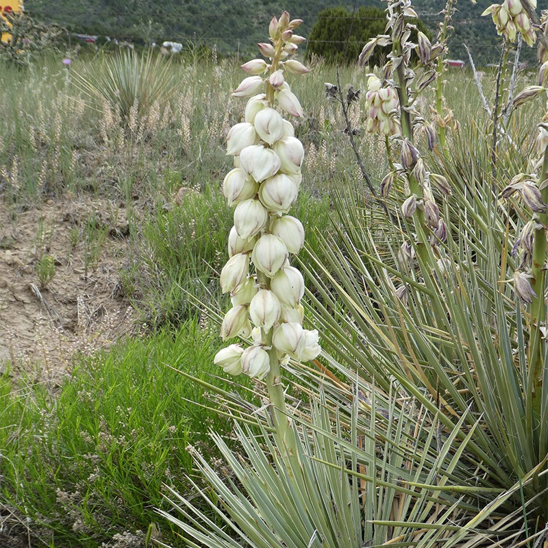 Trinidad Yucca with blue foliage, and ivory blooms, Plains Yucca,  Yucca glauca 