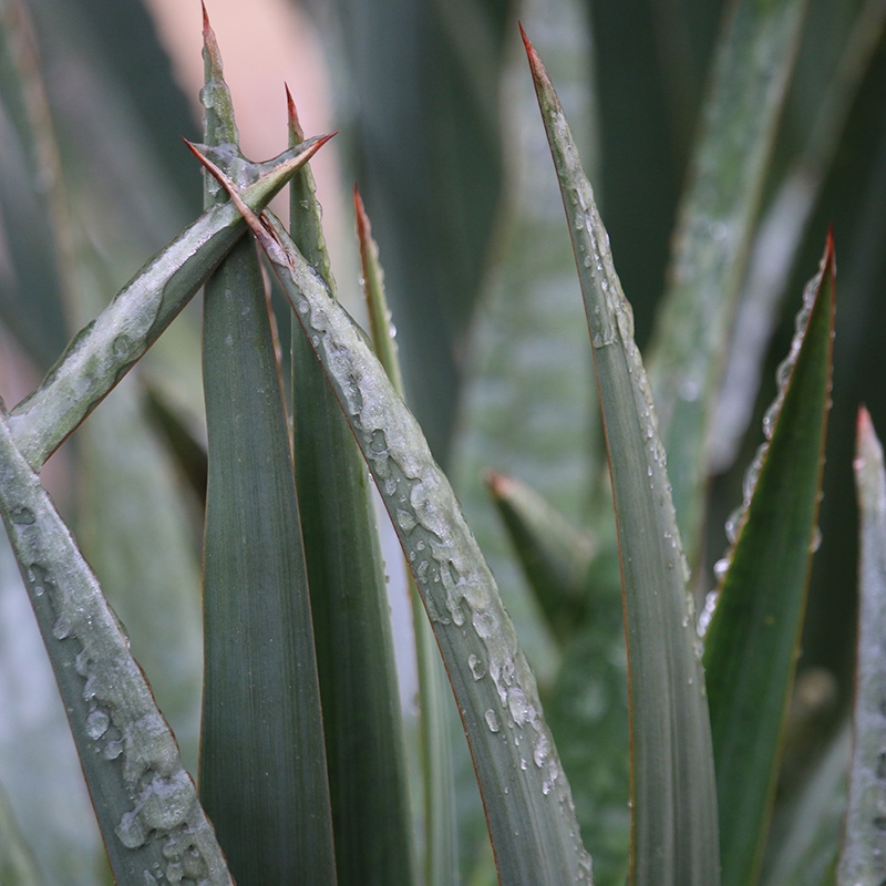 ice on Yucca leaves