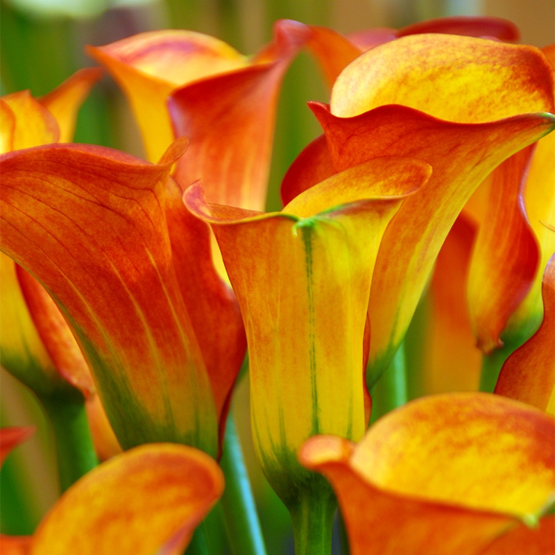  Captain Safari® Calla Lily, close up of orange petals
