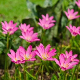 Pink Zephyranthes Pink, Zephyranthus, Rain Lilies or Fairy Lilies