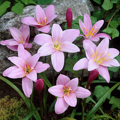 Zephyranthes Pink Rain Lily Bulbs