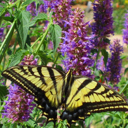 Spotted swallowtail on agastache blue blazes.