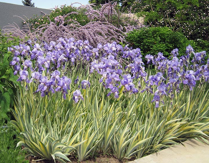Iris pallida 'Variegata' with Buddleia
