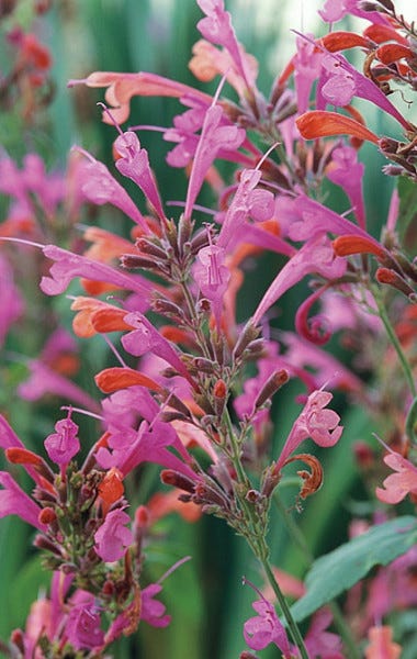 Agastache Salmon and Pink