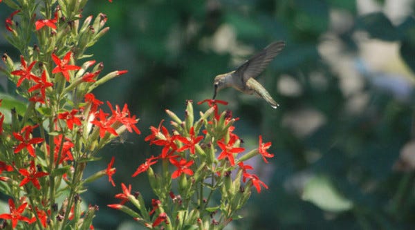 Scott-Myrick-Hummingbird-Silene-regia-Royal-Catch-Fly-WA-(2)