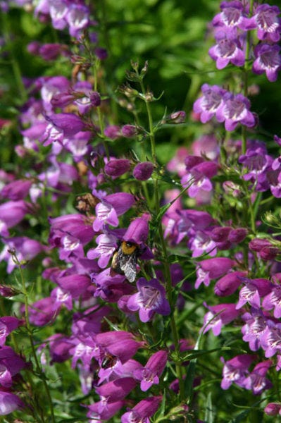 Purple penstemon pikes with bee.