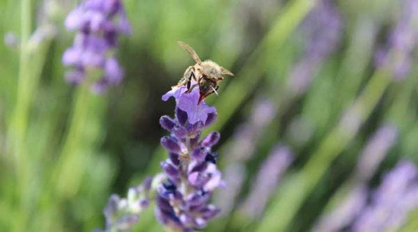 Honey bee with lavender.