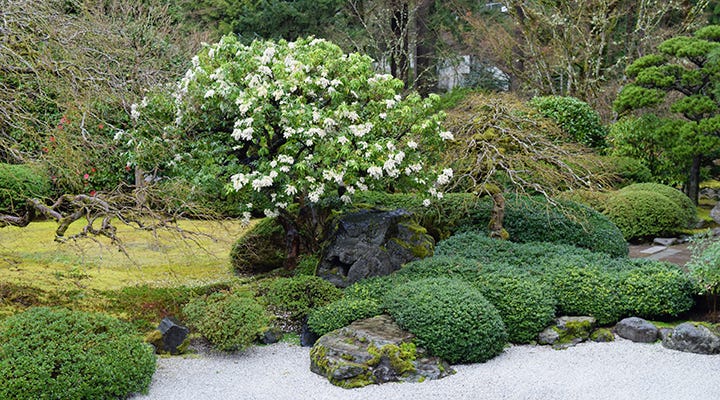 portland japanese gardens