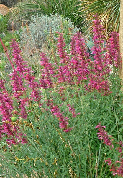 Agastache Fall Fiesta shown in the garden. Fall Fiesta is a wonderful source of nectar for hummingbirds.